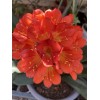 Clivia Miniata Bush Lily Bare Root Live Plant Orange 7