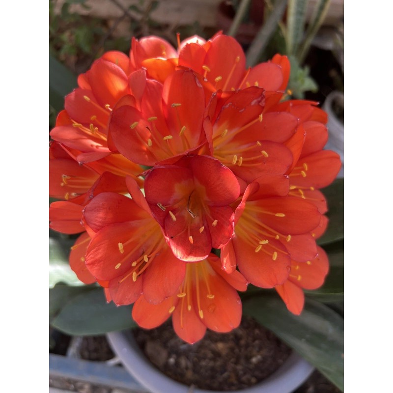Clivia Miniata Bush Lily Bare Root Live Plant Orange 7