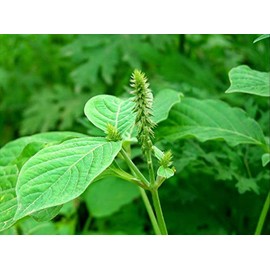 Generic Nayuruvi leaf Powder, 100g, Apamarga, Achyranthes Aspera, Uttareni, Chaff Flower, Chirchra Powder, (pack of 1 x 100g)