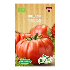 Tomato Brutus
