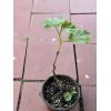 Kyoho Grape With Pot 8” Sweet Seedling Live Plant Ready
