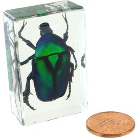 Green Rose Chafer Beetle - Small Specimen