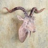 Touch of Class Antelope Head Wall Art Beige/Brown