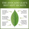 Avocado Leaf Tea – Peach Blend | 8-Pack Single Serve