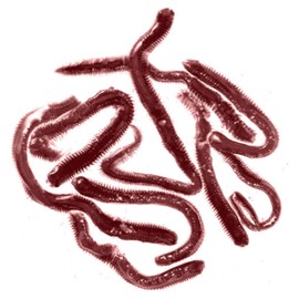 Hama-shi (HAMAICHI) Room Temperature, Second Bait, Raw Isometric