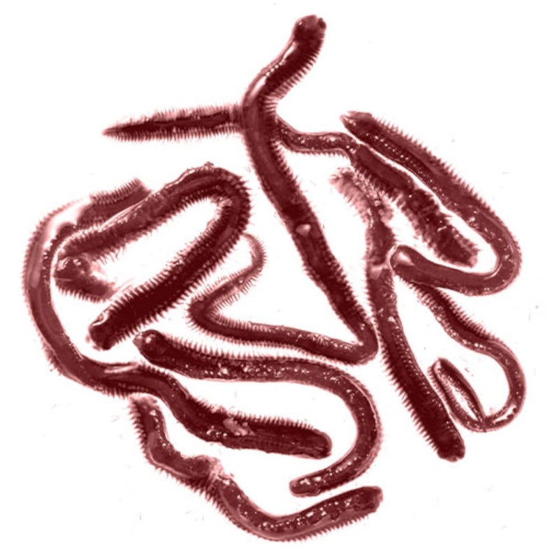 Hama-shi (HAMAICHI) Room Temperature, Second Bait, Raw Isometric