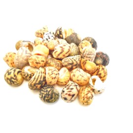Florida Shells and Gifts 100 Beautiful Small Nerita Peloronta Shells (Bleeding Tooth) Seashells 1/2"-1"