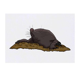 'Blind Mole' Temporary Tattoo - Water Resistant, Skin-Safe, Non-Toxic Transfer (TO00042704)