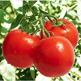 Bonny Best Heirloom Tomato Seeds - Large Tomato - One of The Most Delicious Tomatoes for Home Growing,