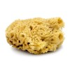 Baudelaire Sea Wool Sponge 5.5" - Natural Sea Sponge for