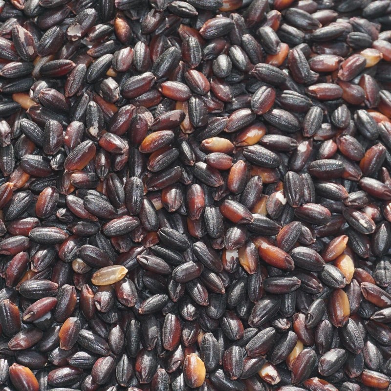 Akita Black Rice, Kuromai, Black Rice, Black Rice, Chicken Blood,