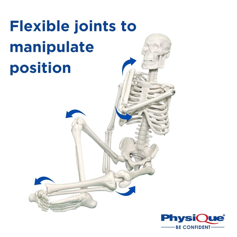 PHYSIQUE Mini Human Skeleton Model - Human Body Skeleton, Perfect