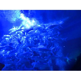 BLUERICE Submersible Fish Finder, Underwater Lure Bait Light, Fish Attracting Lamp, Night Fishing Light, Boat Fishing Light, Pool Light 12V 10.8W 180 LEDs 1080 Luminous IP68 with 5M Cord (Blue)