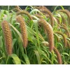 Golden Millet Seeds Waterfowl Duck Food Plot Seeds Cover Crop