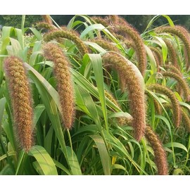 Golden Millet Seeds Waterfowl Duck Food Plot Seeds Cover Crop 10 lbs.