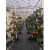 18 Inch Black Vertical Garden. use for Vegetable Strawberry herb