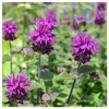 Everwilde Farms - 1750 Purple Bergamot Native Wildflower Seeds -