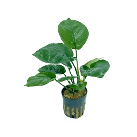 Anubias Barteri Broad Leaf Live Aquarium Plants Potted for Freshwater Aquatic Plant BUY2GET1FREE