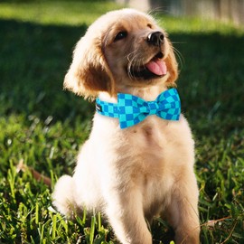 Maca Bates Plaid Blue Dog Collar with Bow Tie Grid Print Puppy Bowtie Collars Fancy Check Collor Adjustable Durable Breakaway for Boy Male Gentleman Dogs Pet S