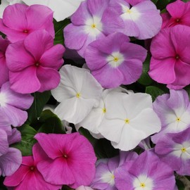 Outsidepride Summer Breeze Mix Periwinkle Seeds for Planting – 100 Pcs Annual, Fast-Blooming, Heat & Drought Tolerant Vinca Flower Seeds with Vibrant Colors Ideal for Gardens, Beds & Containers