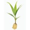 Coconut Palm Tree - Large Live Plant - Cocos Nucifera