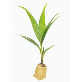 Coconut Palm Tree - Large Live Plant - Cocos Nucifera - Enjoy Your Own Home Grown Coconuts!