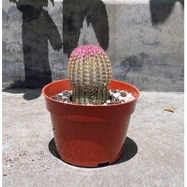 The Waterspout Collection | Rainbow Hedgehog Cactus Rooted in 4" Pot w/Soil | Enchinocereus Pectinatus | Purple Red Pink Barrel Great for Home Decor Gift