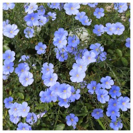 Everwilde Farms - 1/4 Lb Blue Flax Wildflower Seeds - Gold Vault