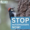 WCS Avian Spinner Bird Deterrent - Holographic Reflective Woodpecker Repellent