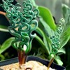 200PCS/BAG Green Succulents for DIY Bonsai and Potted Flowers -