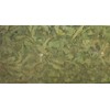 Selection Rabelais French Lemon Verbena Odorata, Aloysia triphylla, Leaf 1.7oz