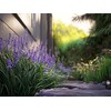 Big Blue Liriope Muscari - 3 Live 4 Inch Pots