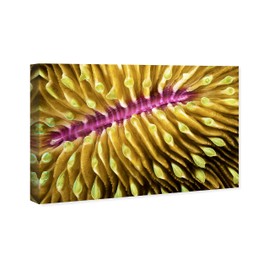 Wynwood Studio Nautical and Coastal Eclectic Wrapped Canvas Art - David Fleetham - Mushroom Coral, Wall Art for Living Room, Bedroom, and Bathroom, 36 in x 24, Yellow and Pink Home Decor