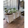 Japan Porihachi Hanbai Prestella 90, Set of 10, White