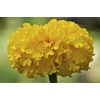 200 Pcs Mixed Marigold Seeds Flower to Plant Bonsai Home
