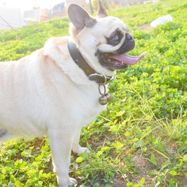 XPangle Extra Loud Dog Collar Bell, 4 Sets Cat Collar Bells Training Pet Pendant Accessories, Save Birds and Wildlife Jingle Bell