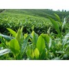 20 Bags Super Grade Lapsang Souchong Black Tea Chinese Organic