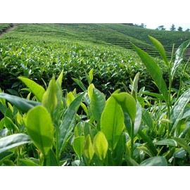 20 Bags Super Grade Lapsang Souchong Black Tea Chinese Organic Health Black Tea 125g