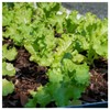 Everwilde Farms - 1 Oz Grand Rapids Lettuce Seeds -