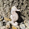 Vivid Arts - Seahorse Hanging Ornament - Indoor Outdoor (2,