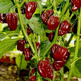 MySeeds.Co Habanero Chocolate Pepper, HOT (Capsicum annuum) Vegetable Seeds, Extremely Hot - 4 Grams ~500 Seeds