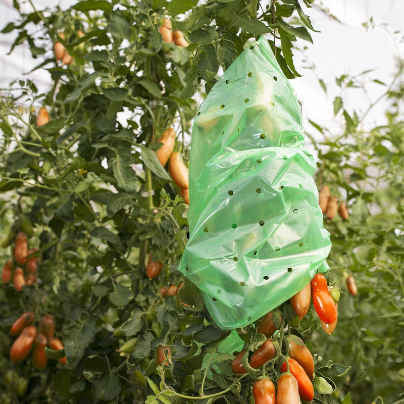 Windhager Tomato Foil Hose Strong, Tomato Cover Plant Protection Plant