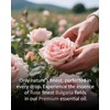 Airoomoil Pure Rose Essential Oil, 100% Pure Natural Rose Essential