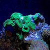 Seachem Reef Strontium 250ml