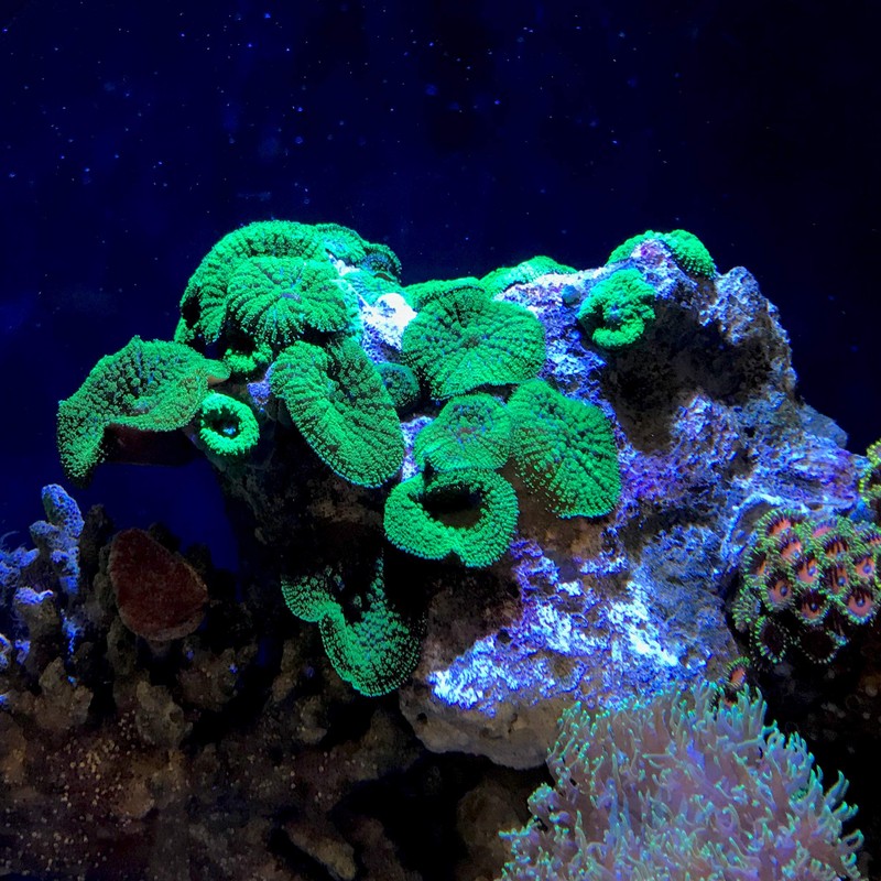 Seachem Reef Strontium 250ml