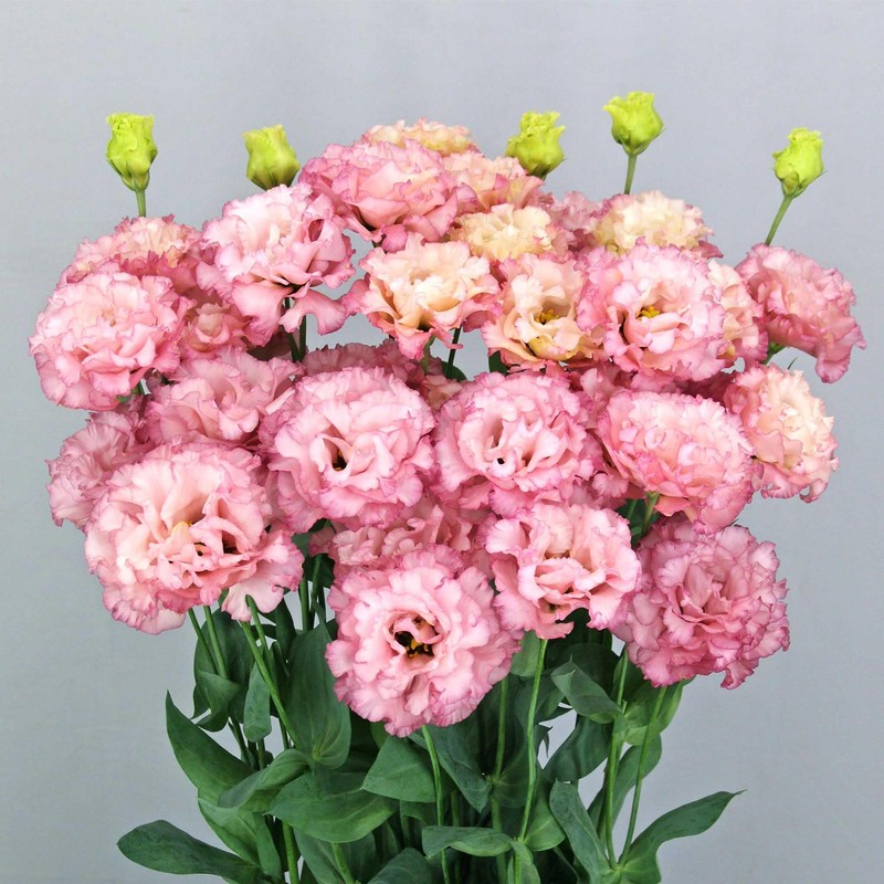 Eden Brothers Lisianthus Seeds - Celeb Madonna