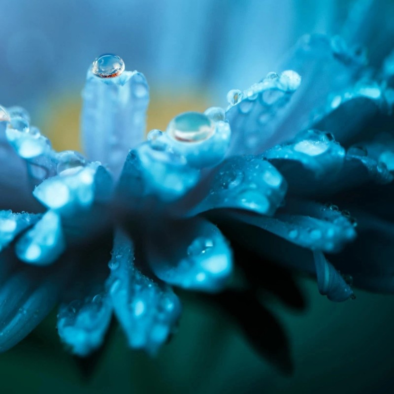 Nature's Sunshine Lymphatic Drainage - Immune Support, Cleanse & Detox,immunity