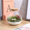 Toddmomy 1pcs Small Glass Plant Terrarium,Desktop Glass Succulent Plant Terrarium