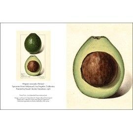 Fruit (An Abbeville Notecard Set): Selections from the USDA Pomological Watercolor Collection