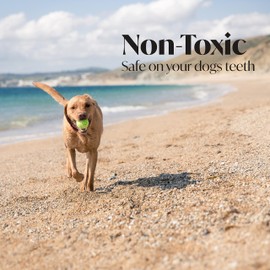 Pack of 6 Tennis Balls, Sport Play Dog Toy Ball, Great For Lessons, Practice, Throwing Machines & Playing with Pets